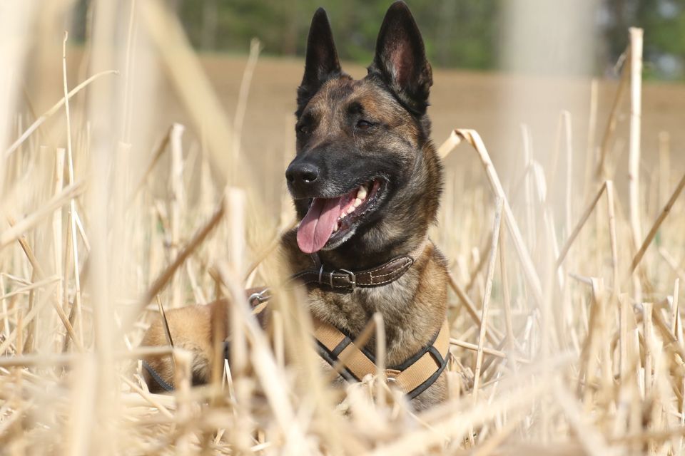 07.-08.03.2026: PRAXIS SEMINAR "Malinois - zwischen Genie & Wahnsinn"