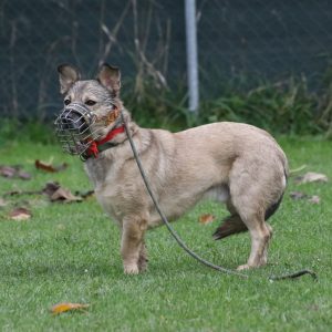 19.06.2026: THEORIE SEMINAR "Traumata & Neurobiologie beim Hund" mit Fransi Rottmaier