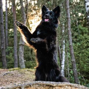 21.06.2026: THEORIE SEMINAR "Lernverhalten beim Hund: Einblicke in Neurobiologie und Lernformen" mit Fransi Rottmaier