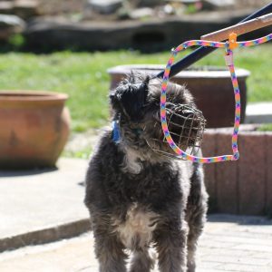 07.-08.05.2026: "Selbstschutz, Sicherung und Umgang mit schwierigen Hunden"