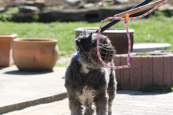 07.-08.05.2026: "Selbstschutz, Sicherung und Umgang mit schwierigen Hunden"