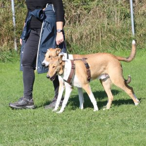 12.07.2026: " Rudelrabatz & Harmonie - Mehrhundehaltung im Alltag"