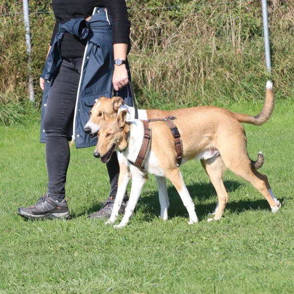 12.07.2026: " Rudelrabatz & Harmonie - Mehrhundehaltung im Alltag"
