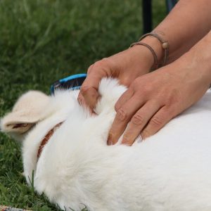 09.-10.05.2026: "Hundephysio für den Hausgebrauch"