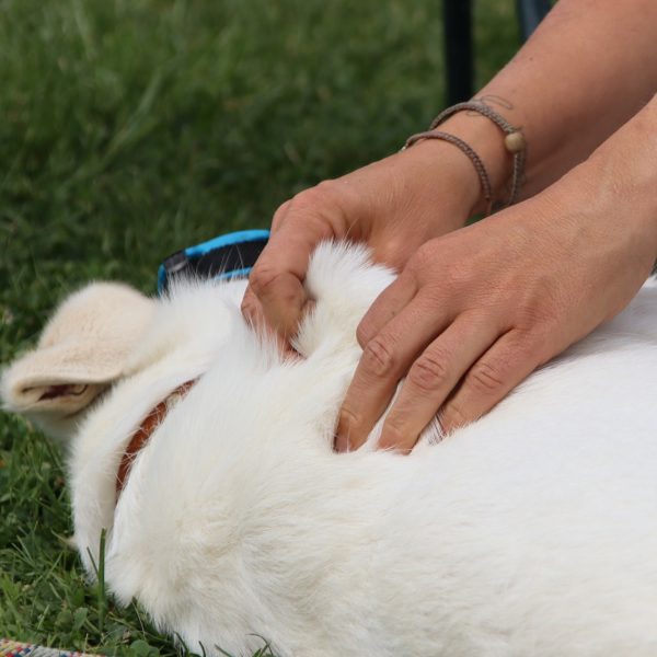 09.-10.05.2026: "Hundephysio für den Hausgebrauch"