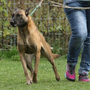 17.05.2026: "Zappelphilipp  auf vier Pfoten - Über Hibbelhunde & Entschleunigung"