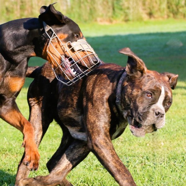 05.10.2025: "Die verschiedenen Motivationen der Aggression" mit Fransi Rottmaier