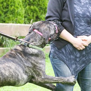 01.-05.07.2026: PRAXIS SEMINAR "Schulterblick und Arbeiten mit aggressiven/ängstlichen Hunden" - NUR FÜR HUNDETRAINER