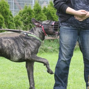 01.-05.07.2026: "Schulterblick & Arbeiten mit schwierigen Hunden" für Hundetrainer