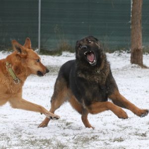 06.06.2026: "Blickschulung & Körpersprache bei Hund & Mensch"