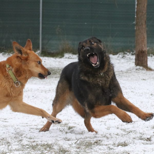 06.06.2026: "Blickschulung & Körpersprache bei Hund & Mensch"