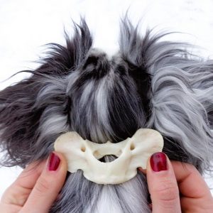 09.-10.05.2026: PRAXIS SEMINAR "Hundephysio für den Hausgebrauch"