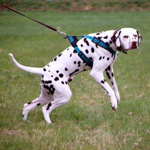17.05.2026: "Zappelphilipp  auf vier Pfoten - Über Hibbelhunde & Entschleunigung"