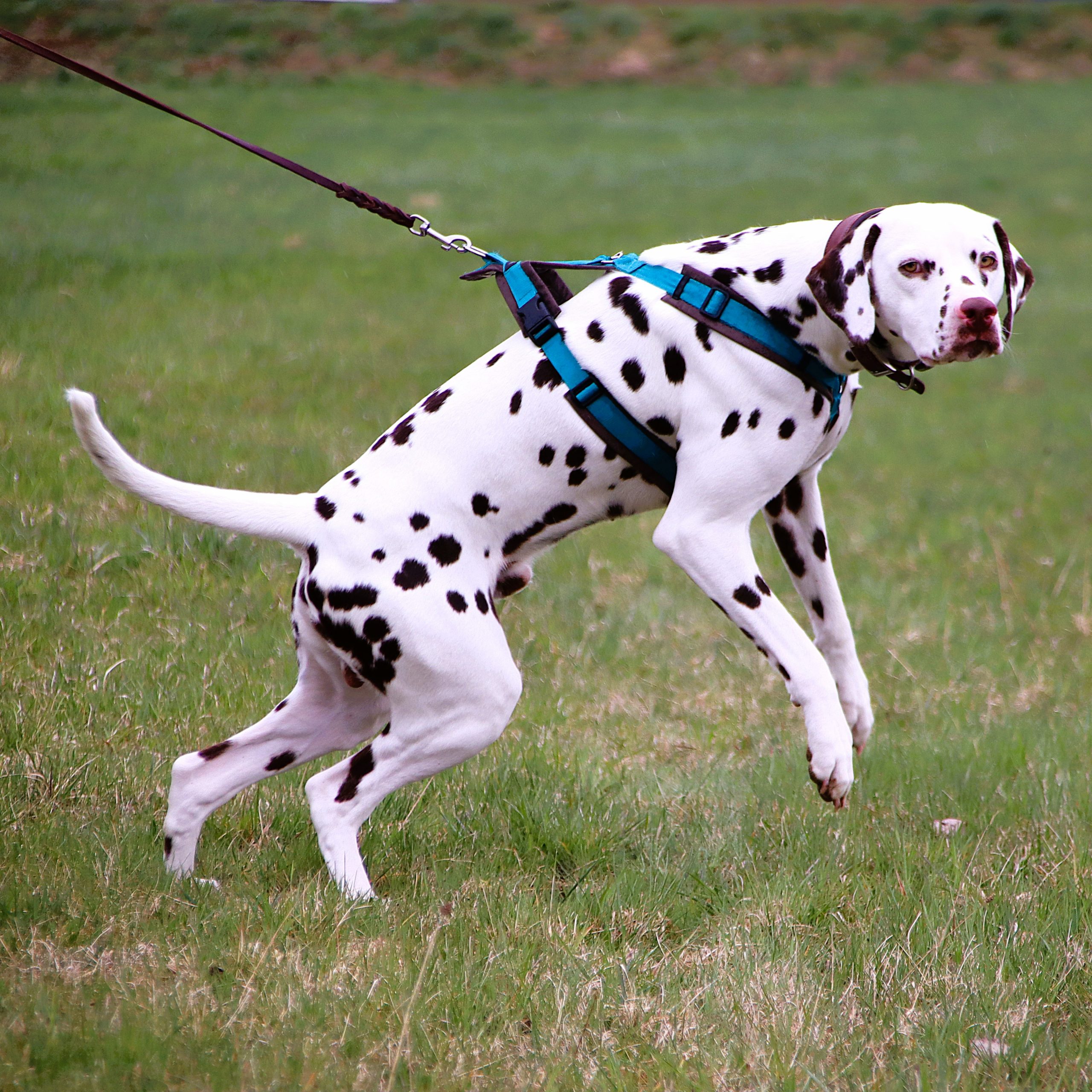 17.05.2026: "Zappelphilipp auf vier Pfoten - Über Hibbelhunde & Entschleunigung"