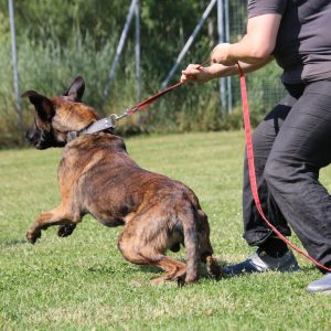 13.-14.06.2026: PRAXIS SEMINAR "Von Kläffern, Krawallmachern & Rambos an der Leine"