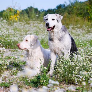 12.07.2026: PRAXIS SEMINAR "Rudelrabatz & Harmonie - Mehrhundehaltung im Alltag"