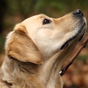 21.06.2026: ONLINE-SEMINAR "Lernverhalten beim Hund: Einblicke in Neurobiologie und Lernformen" mit Fransi Rottmaier