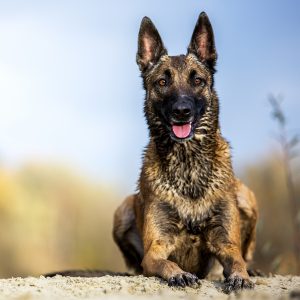 07.-08.03.2026: PRAXIS SEMINAR "Malinois (& Herder)- zwischen Genie & Wahnsinn"