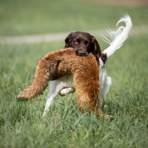 27.-28.06.2026: PRAXIS SEMINAR "Jagdkontrolltraining kompakt" mit Anke Lehne