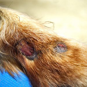 20.06.2026: THEORIE SEMINAR „ARVs, Stereotypien & Zwangshandlungen beim Hund“ mit Fransi Rottmaier