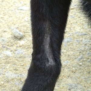 Webinar "Stereotypien & Verhaltensstörungen"