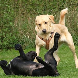 19.04.2026: PRAXIS SEMINAR "Körpersprache - Blickschulung - kleinste Zeichen erkennen"