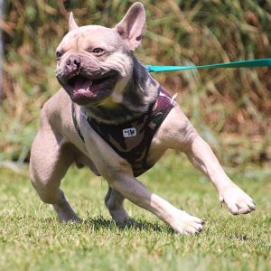 Webinar "Frustrationstoleranz & Impulskontrolle" (4,5 Std.)