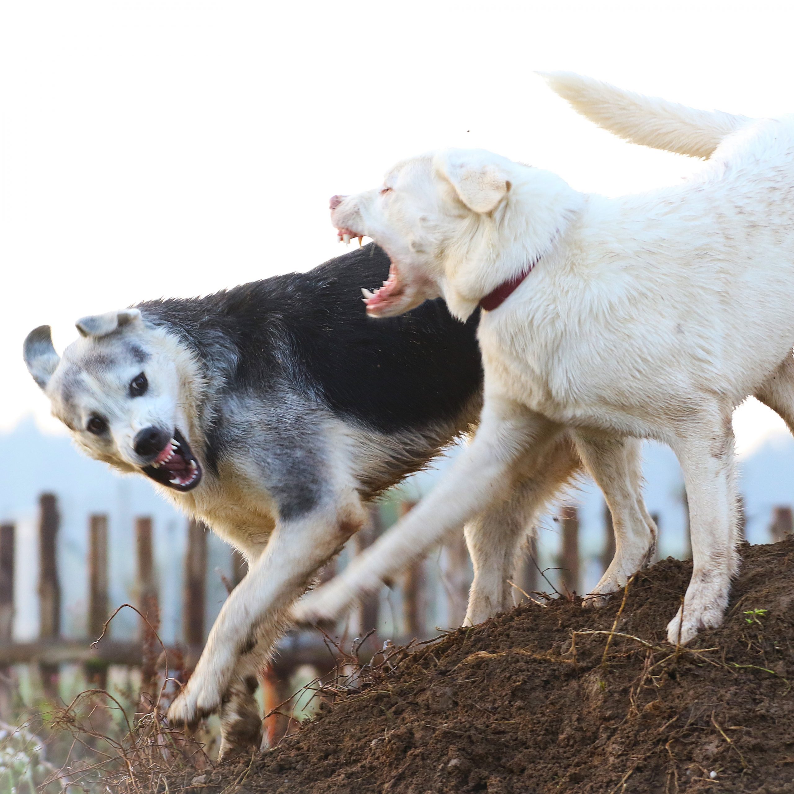 14./15.05.2026 PRAXIS SEMINAR "Probleme in der Mehrhundehaltung"