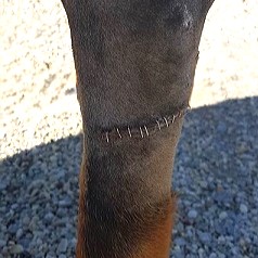 26.06.2026: ONLINE-SEMINAR "Beißgrade beim Hund" mit Fransi Rottmaier