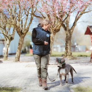 06.11.2026 LIVE-WEBINAR "KAMPF"hunde - Zwischen Vorurteil, Rasseliste & Realität