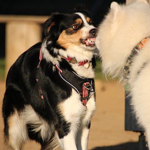 23.10.2026 LIVE WEBINAR "Ernstkampf vs. Showkampf bei Hunden" mit Fransi Rottmaier