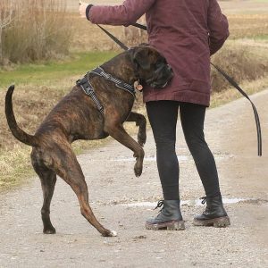 22.11.2026 LIVE WEBINAR "Aggressionsverhalten bei Mensch & Hund" mit Fransi Rottmaier